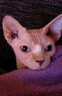 Canadian Sphynx 2, 5 Jahre alt abzugeben