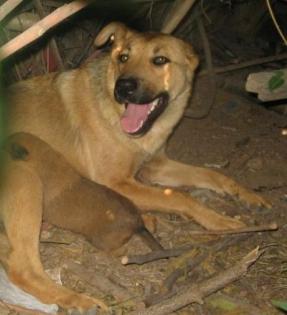 Sie ist selbst noch ein Hundekind . Ihre Babys werden auf der Straße nicht ü