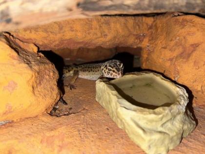 Wüstenterrarium mit Leopardgeckos 3 Stück
