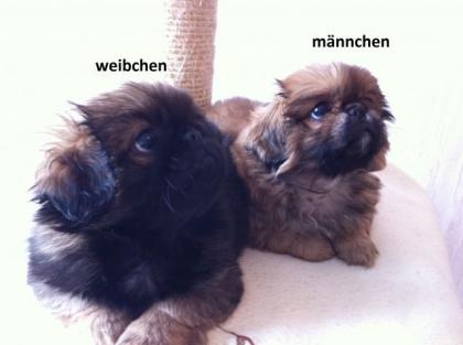 Pekinese Welpen 2 Monate alt
