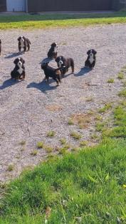 Berner Sennenhund Welpen