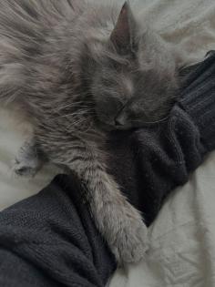 Kleine Mia abzugeben Perser-/ Hauskatzenmix