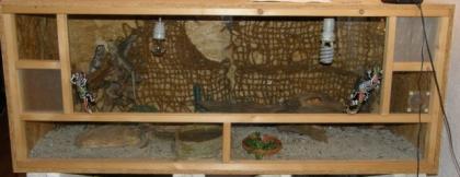 Bartagame mit Holzterrarium zu verkaufen.