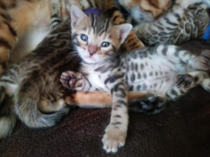 Bengalkitten Katze Kater mit Stammbaum