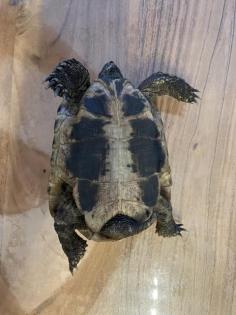 Griechische Landschildkröte sucht dringend ein Zuhause