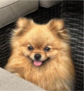 Pomeranian