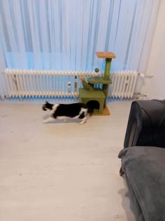 3 Katzen nur 5 Euro