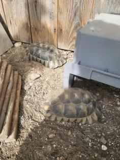 8 Landschildkröten abzugeben