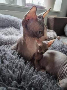 Abgabebereit. 3 Canadian Sphynx Kater