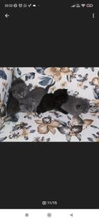 Wunderschöne Bkh kitten suchen neue Dosenöffner