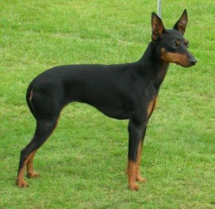 SUCHEN Russian/English Toy, Chihuahua oder Zwergpinscher . Jungtier oder ausge