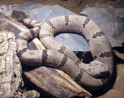 1, 1 Crotalus lepidus klauberi Felsenklapperschlange