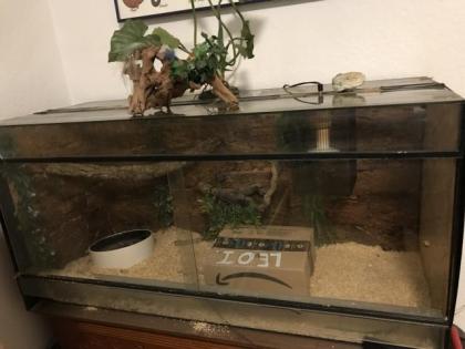 3 Boa constrictor Terrarien