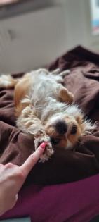 Liebevoll bezahlbar Hundebetreuung Gassi service mit Herz Erfahrung
