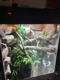Terrarium und Varanus prasinus männchen