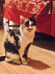 Finderlohn Dreifarbige tricolor Katze Glückskatze schmerzlich vermisst