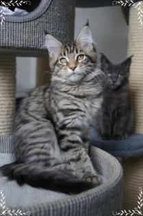 Maine Coon Kätzchen mit Luchspinselchen Wildlook abzugeben