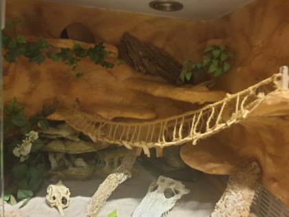 Wüsten Terrarium