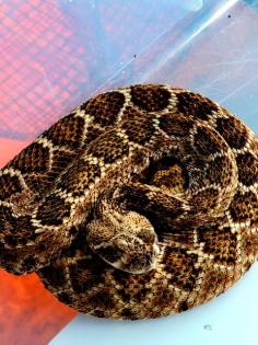 Biete eine 1. 0 Crotalus atrox