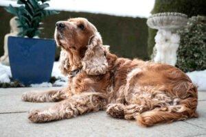 BENNY BUB - männlich 9 Jahre 45 cm 16 kg Cocker-Spaniel Gechipt