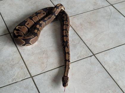 Zu verschenken Python Regius, Bock, etwa 20 Jahre alt - alle Papiere vorhanden