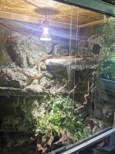 Kornnatter mit Terrarium