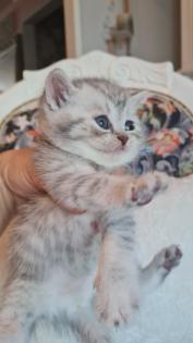 Bkh kitten / Tabby