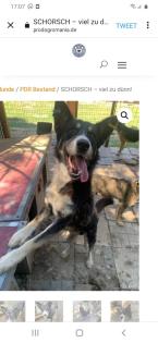 Tolle Welpen, Junghunde Hundesenioren