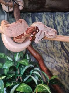 Boa constrictor imperator