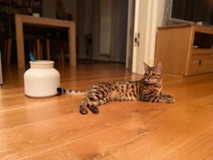 Bengal Kater 10 Monate alt in gute Hände abzugeben