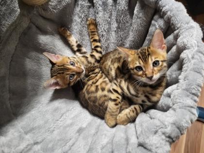 Reinrassige Bengal Kitten mit Stammbaum