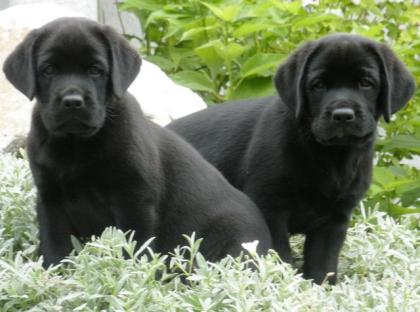 Labrador Retriever Welpen vom Sauboden FCI