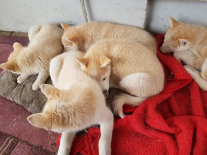 Akita Husky im Allgäu