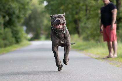 Kräftige Cane C rso Welpen