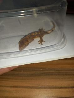 Kronengeckos Correlophus ciliatus - Nachzuchten abzugeben