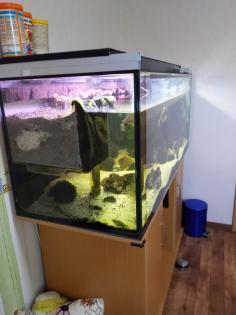 Rotbauch-Spitzkopf-Schildkröte inkl. komplettem Aquarium abzugeben -zu verschenken-