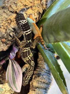 Leopardgecko, 1. 0 Black Night