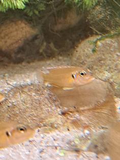 Neolamprologus ocellatus gold Tanganjikasee Schneckenbuntbarsch