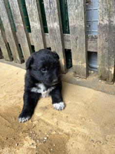 Welpen Bordercollie x Harzer Fuchs