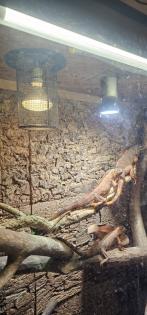 3 Leguane inkluisive Terrarium
