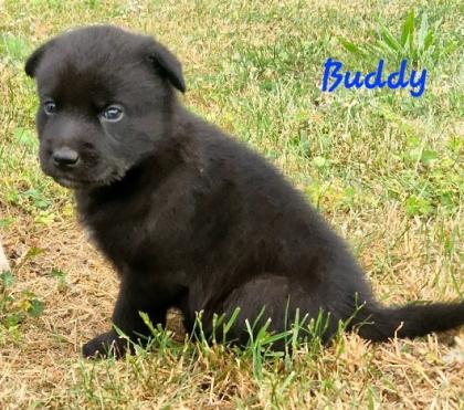 Labradormix Welpen Hündin