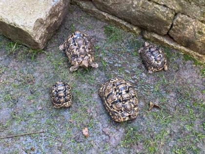 Pantherschildkröten