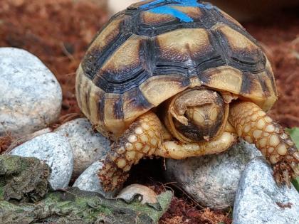 Griechische Landschildkröten, THH und Tm weissingeri von 21 von Privat