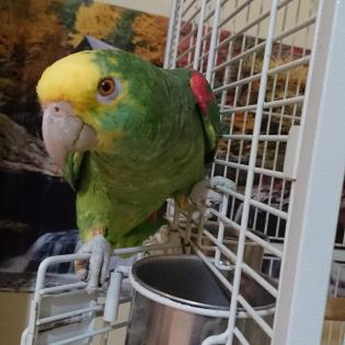 2 Jahre alten Amazonas-Papagei