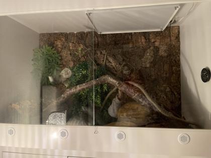 Kornnatter mit Terrarium