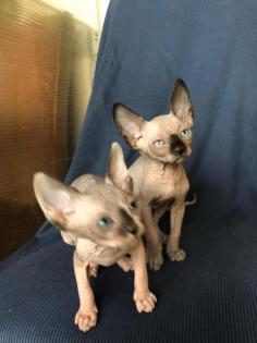 Sphynx Kätzchen