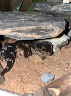 Leopardgecko Black Night, w 4. 5 Jahre