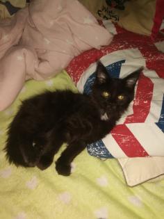 Maine Coon Kitten Weiblich