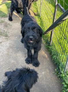 Zwei Riesenschnauzer-Welpen