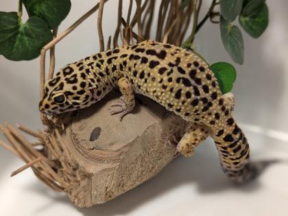 Leopardgecko aus Rostock 24. 11. 2024